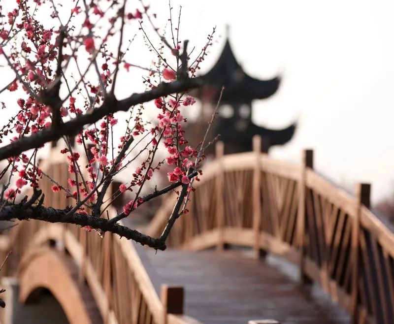 今日惊蛰线上游灌云伊芦山梅园