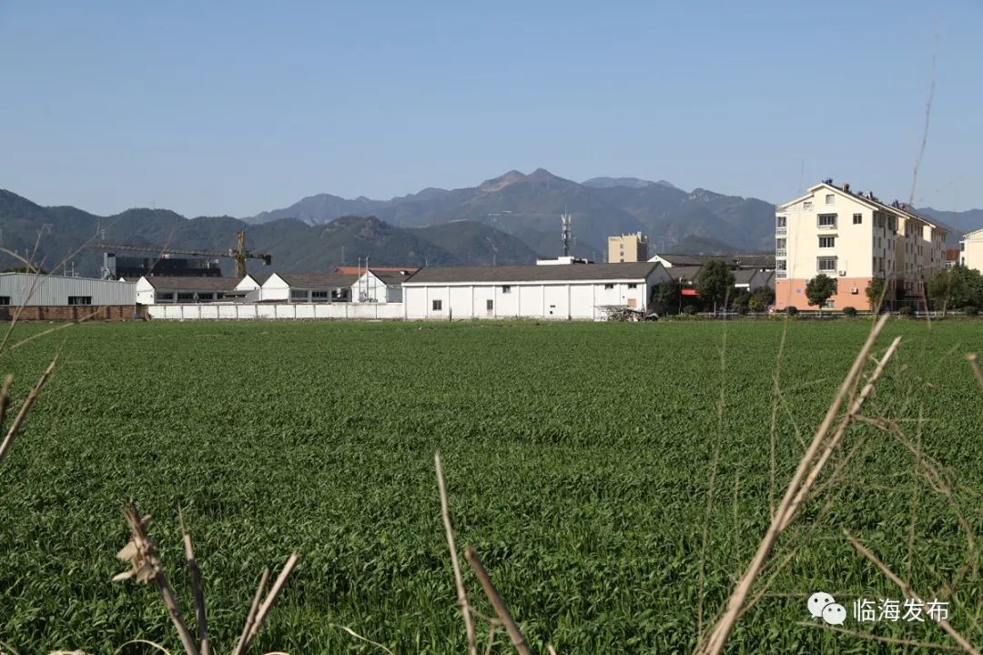 惊蛰春耕开始的节令临海田野里重唤生机