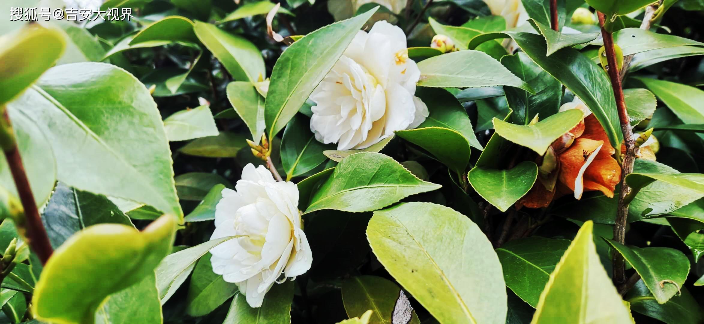 1/ 12 吉安视觉:白色山茶花 洁白温润 吉安视觉:白