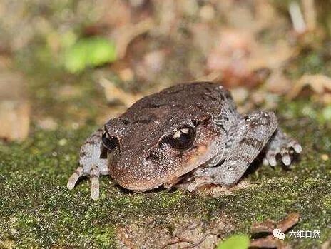 国内有一种长胡子的蟾蜍嘴唇上有多条角质刺中国特有珍稀蛙类