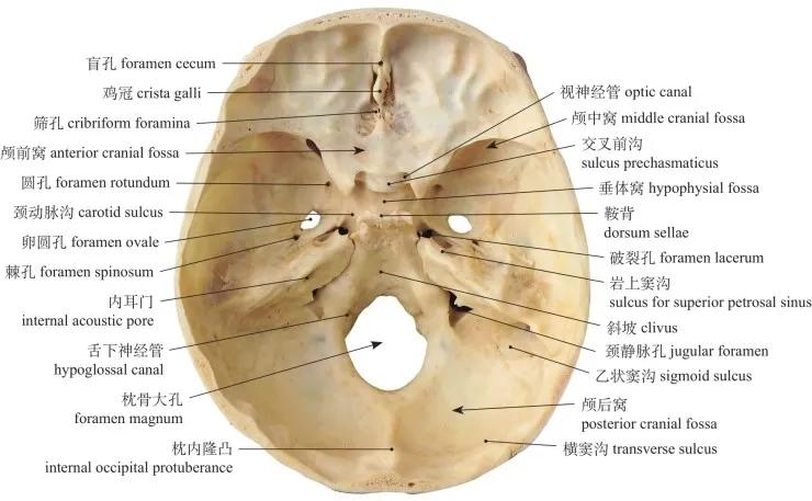 颅骨正中矢状切面median sagittal section of skull图1-31 颞下窝和
