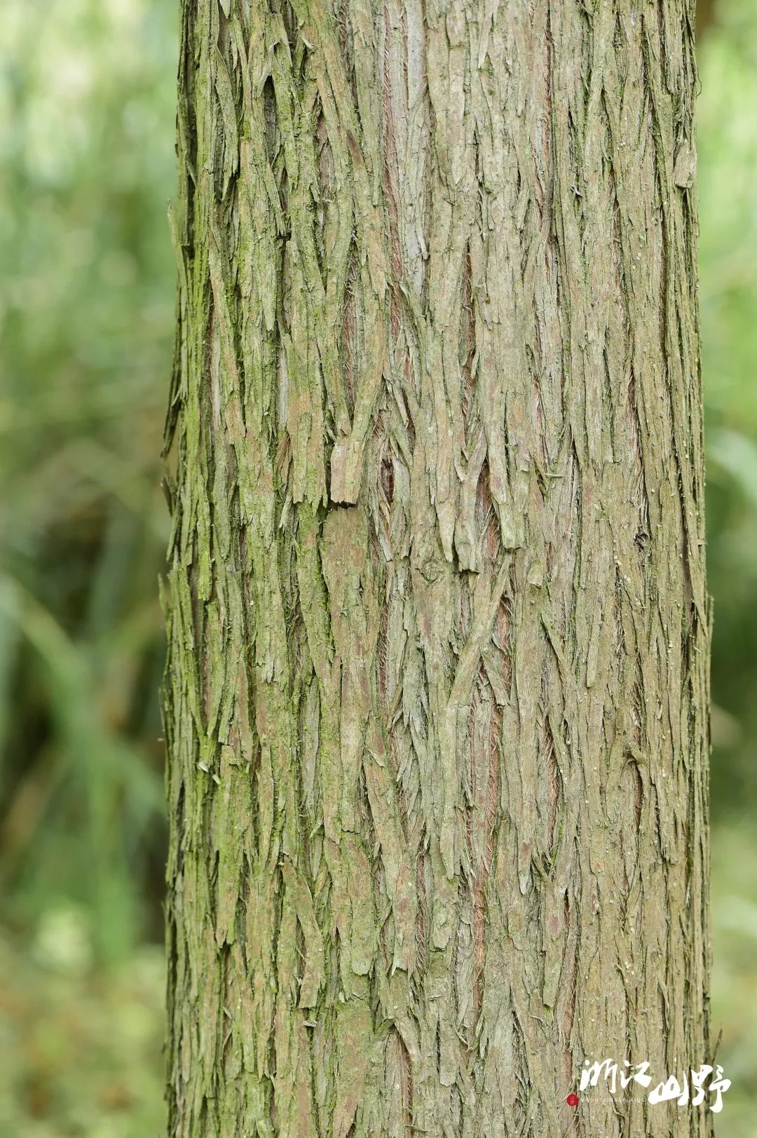 池杉,落羽杉,墨西哥落羽杉,杉木,这些带"杉"字的植物,树皮都好相似呢
