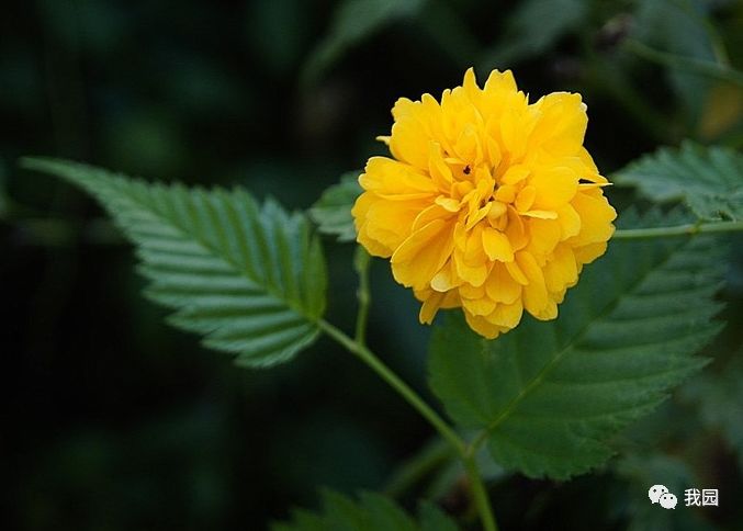 棣棠黃花發忘憂碧葉齊