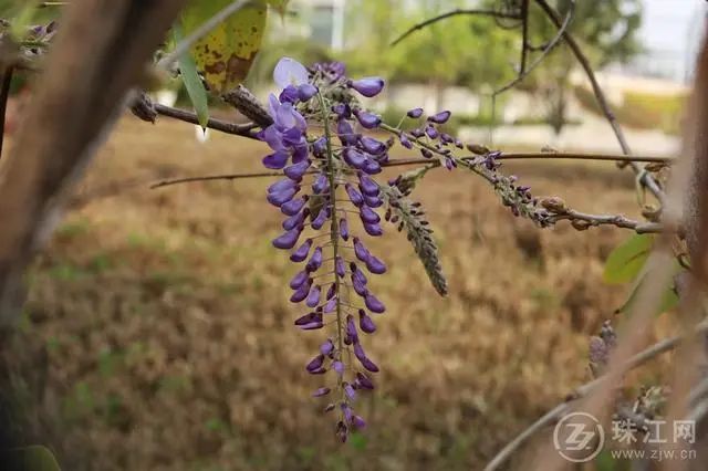 作 者:李秋韻宣威三月桃花灼灼開桃之夭夭,灼灼其華.