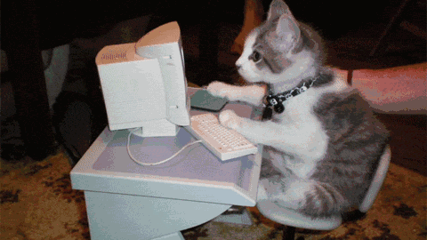 猫咪敲键盘表情包动图图片