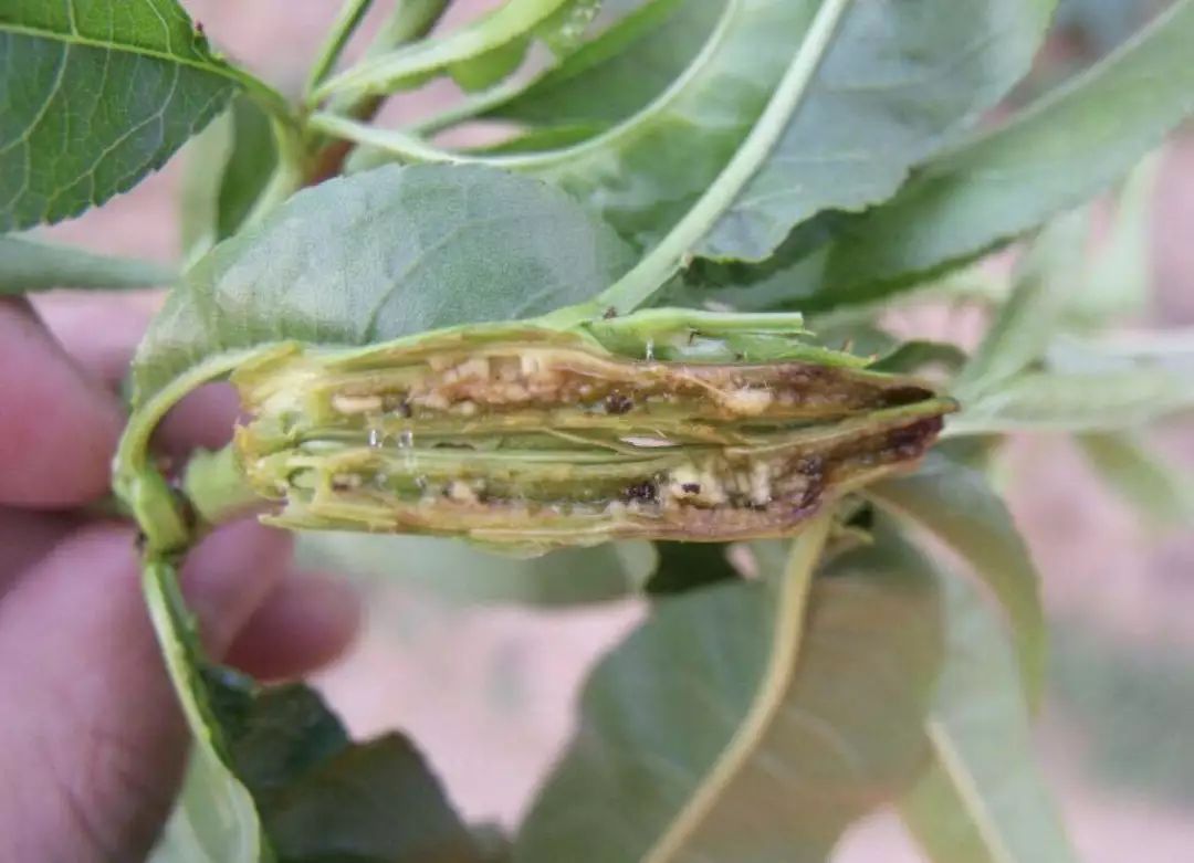 梢果杀手——梨小食心虫
