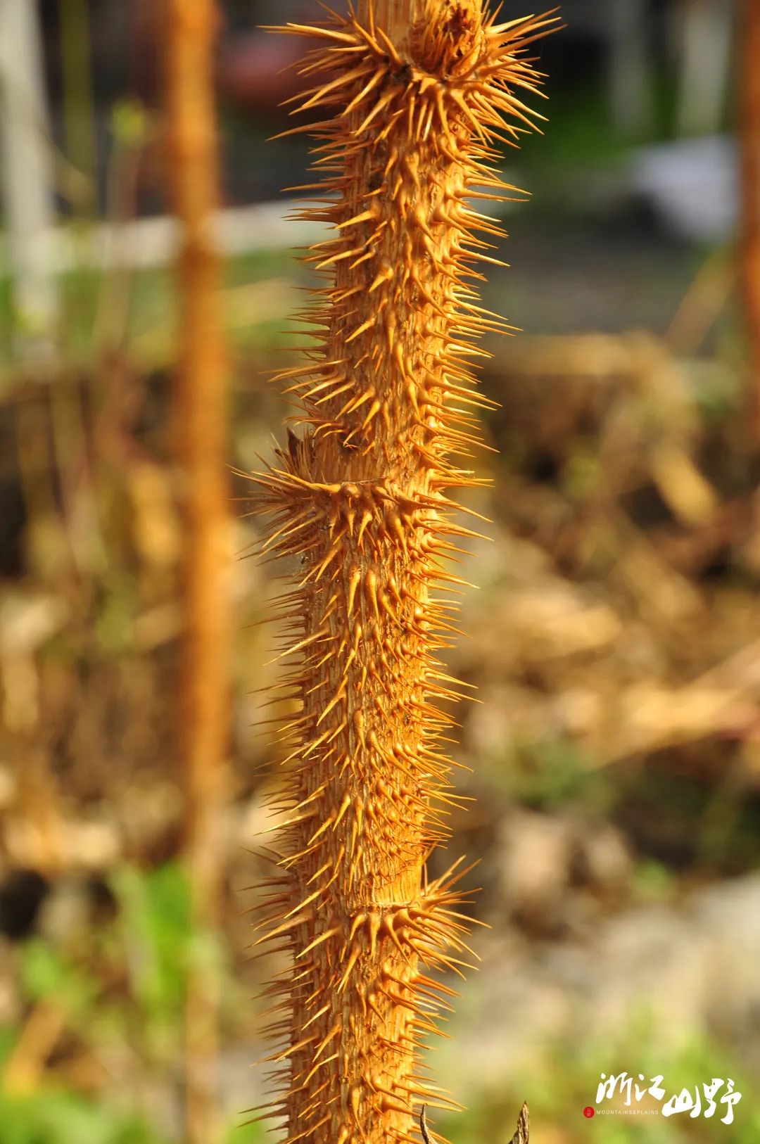 长大后的棘茎楤木aralia echinocaulis刺一点都没减少