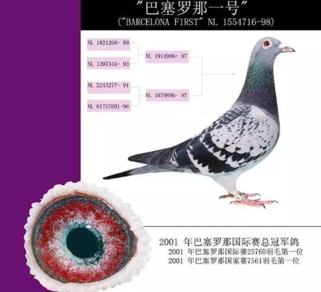 2011年巴塞罗那25760羽国际冠军,由荷兰赛鸽巴塞罗那一号获得,环号为