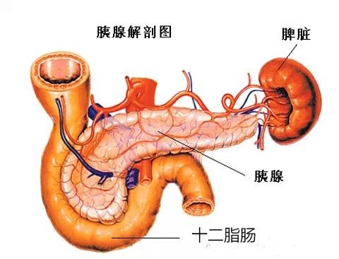 横结肠系膜胰腺解剖图图片