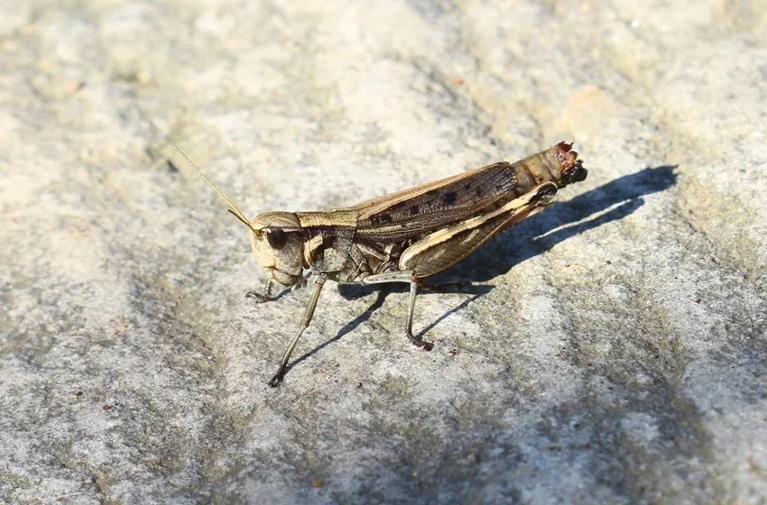 隆额网翅蝗,体长27-42mm.