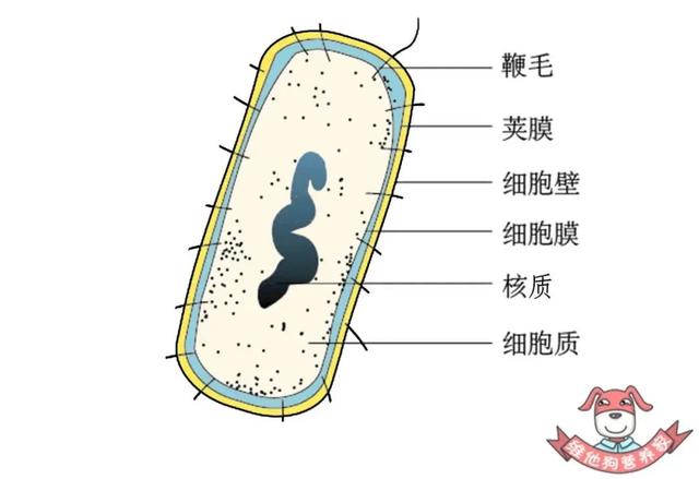 细菌结构图注解图片