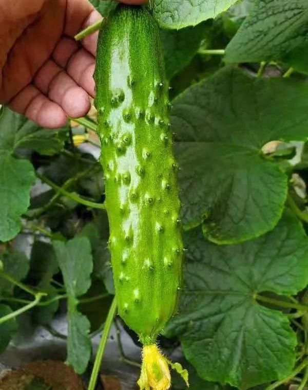 这类黄瓜品种苞大味美产量高,亩产可达3万斤,增产增收就它了
