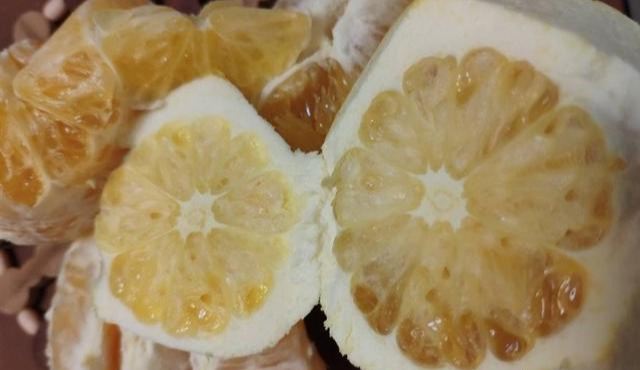 原创柑橘果肉干硬少水3个原因可造成枯水如何补救