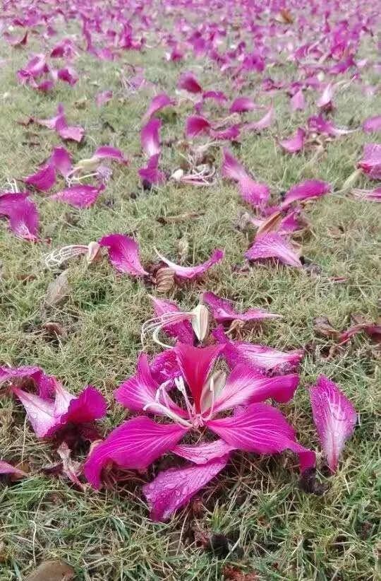 满身花雨又回来图片