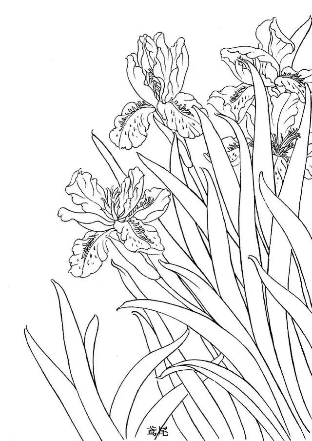 工笔白描花卉怎么画这些素材不看亏大了