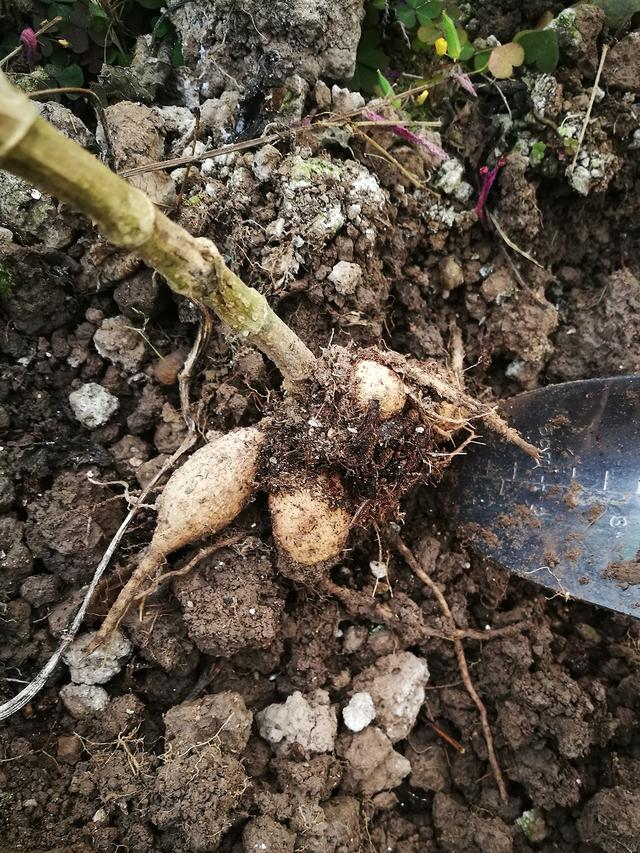 大丽花种植手册红苕花自由真的可以有