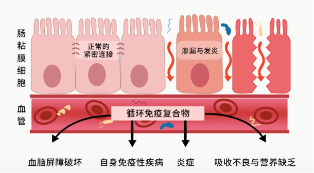 2)生物屏障正常的肠道菌群能够粘附在肠粘膜上,形成一层生物屏障,使有