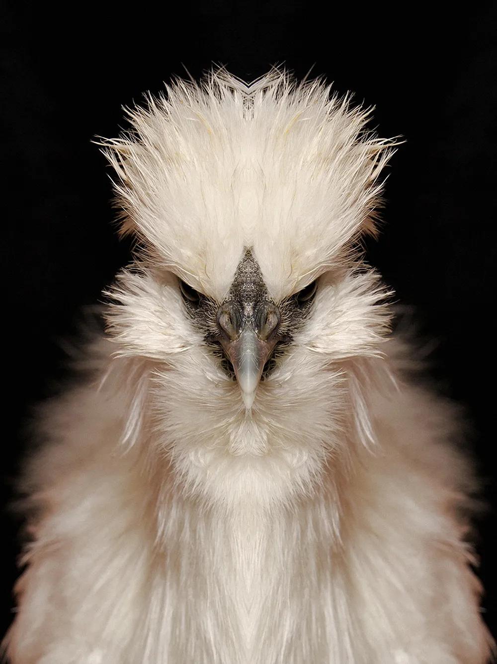 奇妙对称性性展示动物美学原来家中宝贝们这么美