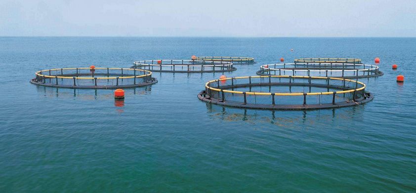 支持深远海养殖业发展强化渔业资源养护修复