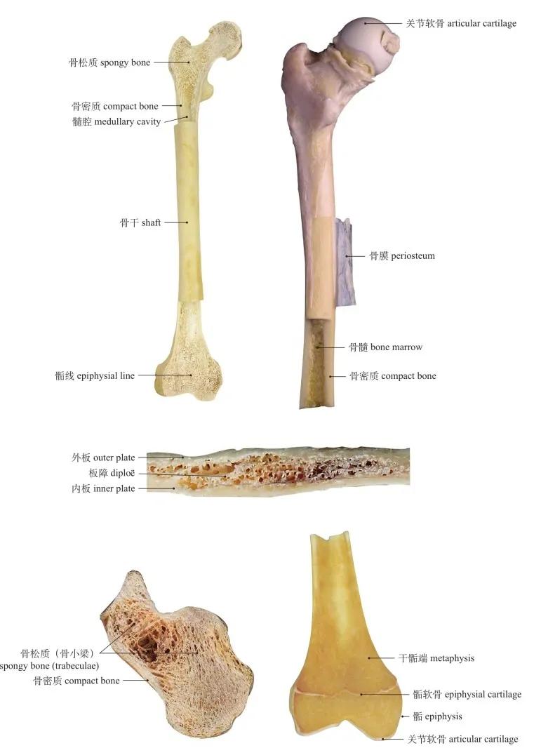 单骨和双骨怎么区分图片