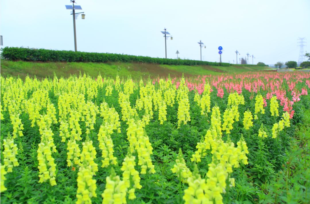 贤鲁岛花海图片