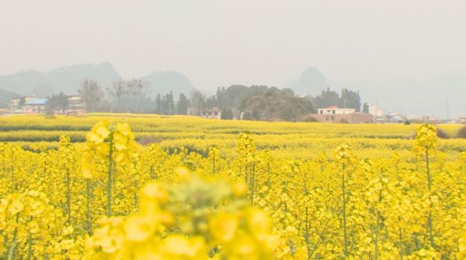 引進新品種,油菜產量逐年提升,今年六枝特區油菜種植面積達12萬畝