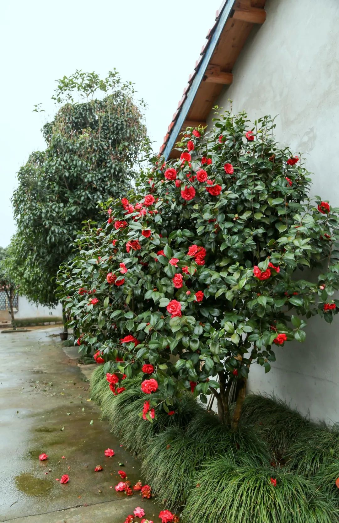 入目的青翠茶山,走走停停,路边初绽的茶花,不知名的植物丛生,青苔以及