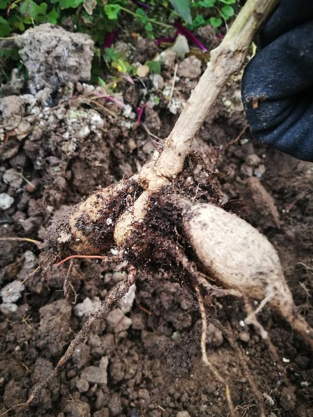 大丽花的球根保管地点最好在5度以下,零度以上,(一般是室内的阴凉处