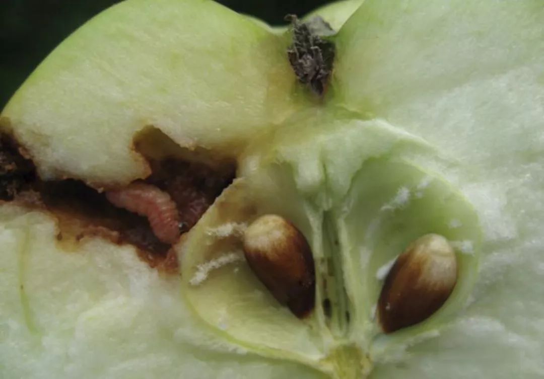 梢果杀手梨小食心虫