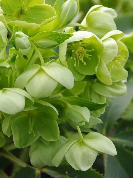 一花一期||铁筷子_花瓣