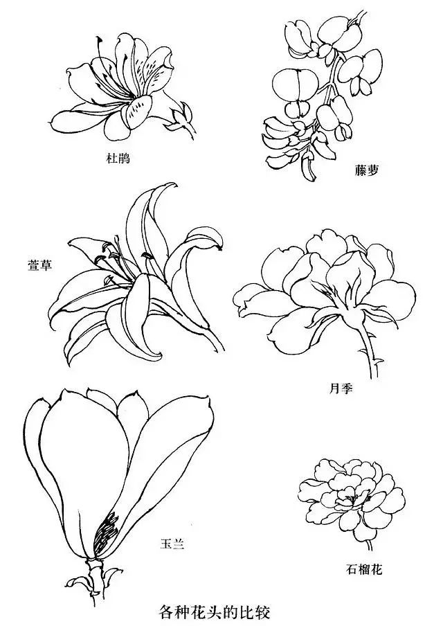 工笔白描花卉怎么画这些素材不看亏大了