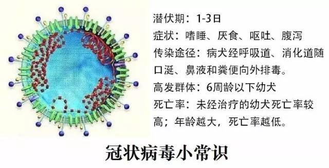 狗狗的犬冠状病毒传染迅速100发病但并非感染就会死亡