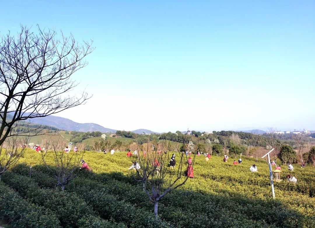 茶的绿洲陶醉全国观众央视直播宜兴春茶采摘