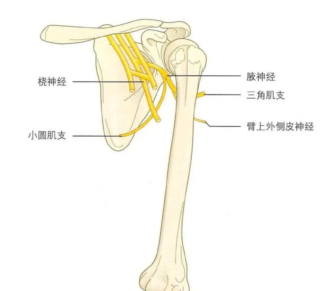 肩胛下神经图片