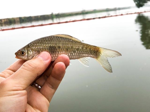 連連上鉤土鯪石鯪江鯿鯽魚好在品種豐富魚情差了點上午雲霧飄渺久違的