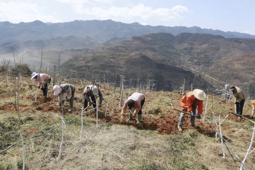 原创威宁:猴场镇格寨村苹果产业助推脱贫攻坚见闻