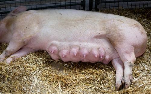 怀孕母猪80天乳房变化图片