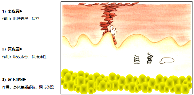 子沐老师:带大家认识皮肤结构和影响皮肤健康的因素有哪些_母细胞
