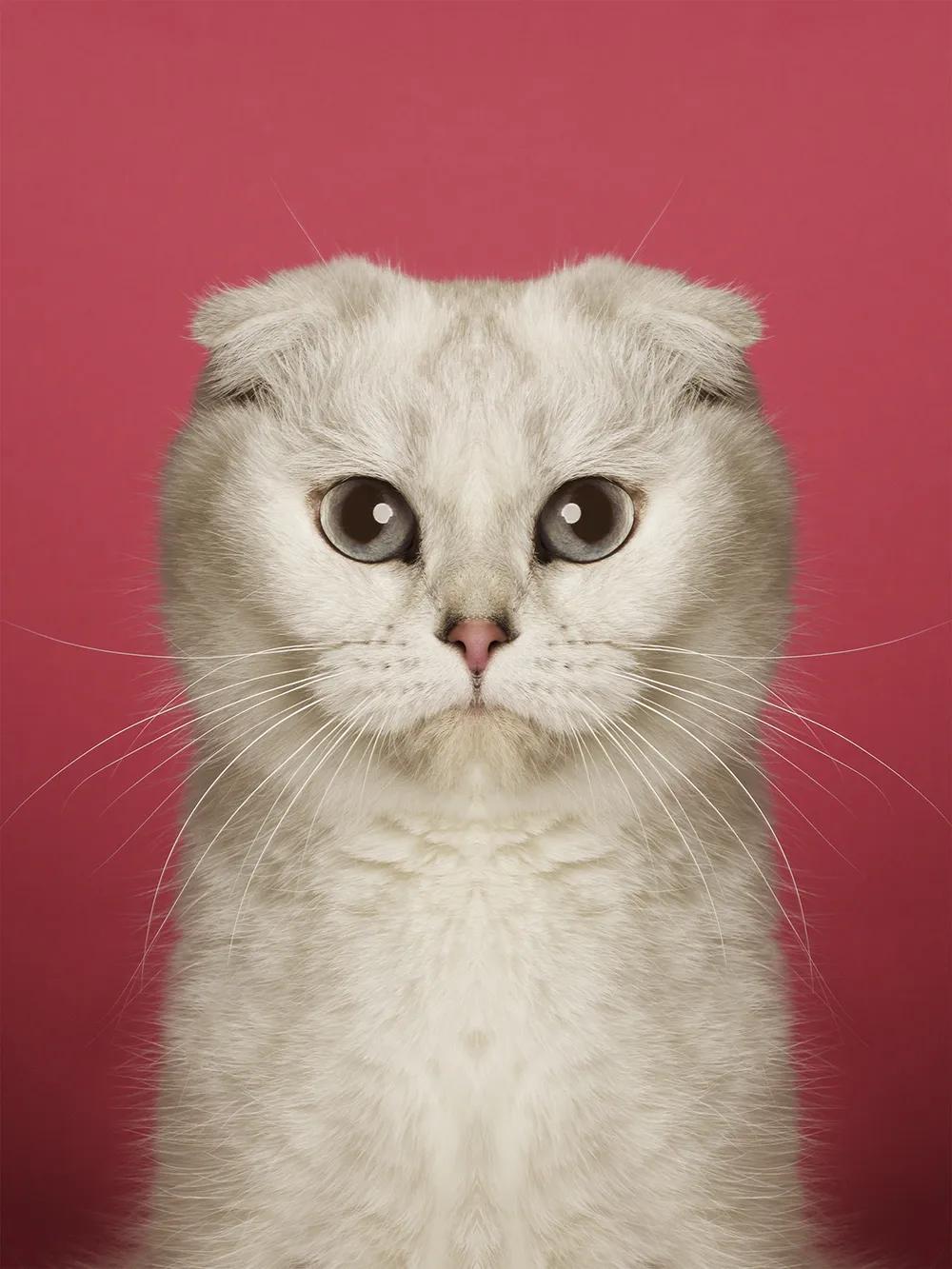 奇妙对称性性展示动物美学原来家中宝贝们这么美