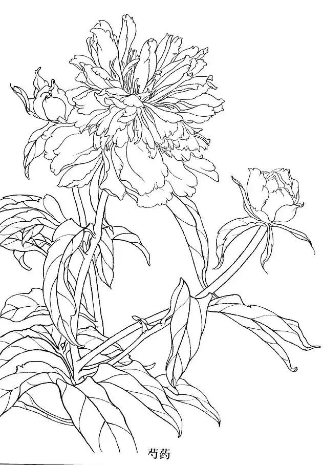 工笔白描花卉简单图片