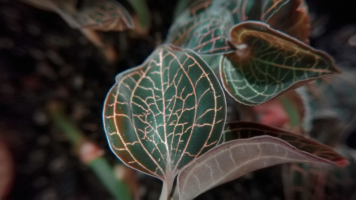 医药小百科药王金线莲