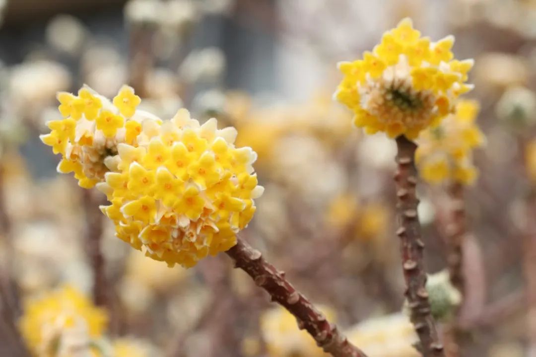 云赏花这个春天校园里的花又开好了