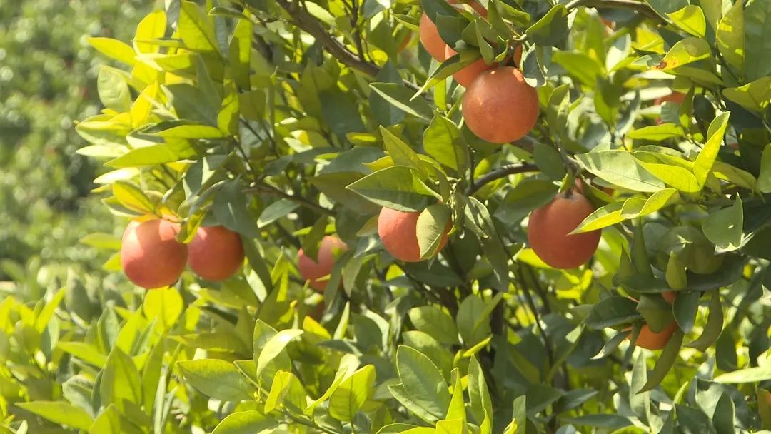 兴山抓好柑橘树春管三步曲