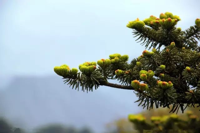 探营跑马岭四季常青松树