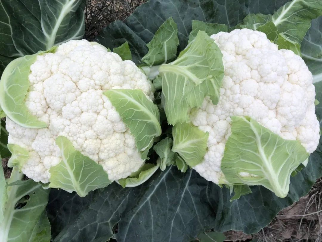 白如雪碧似玉雪玉90