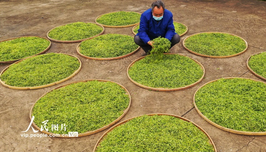 蜀口洲茶叶图片