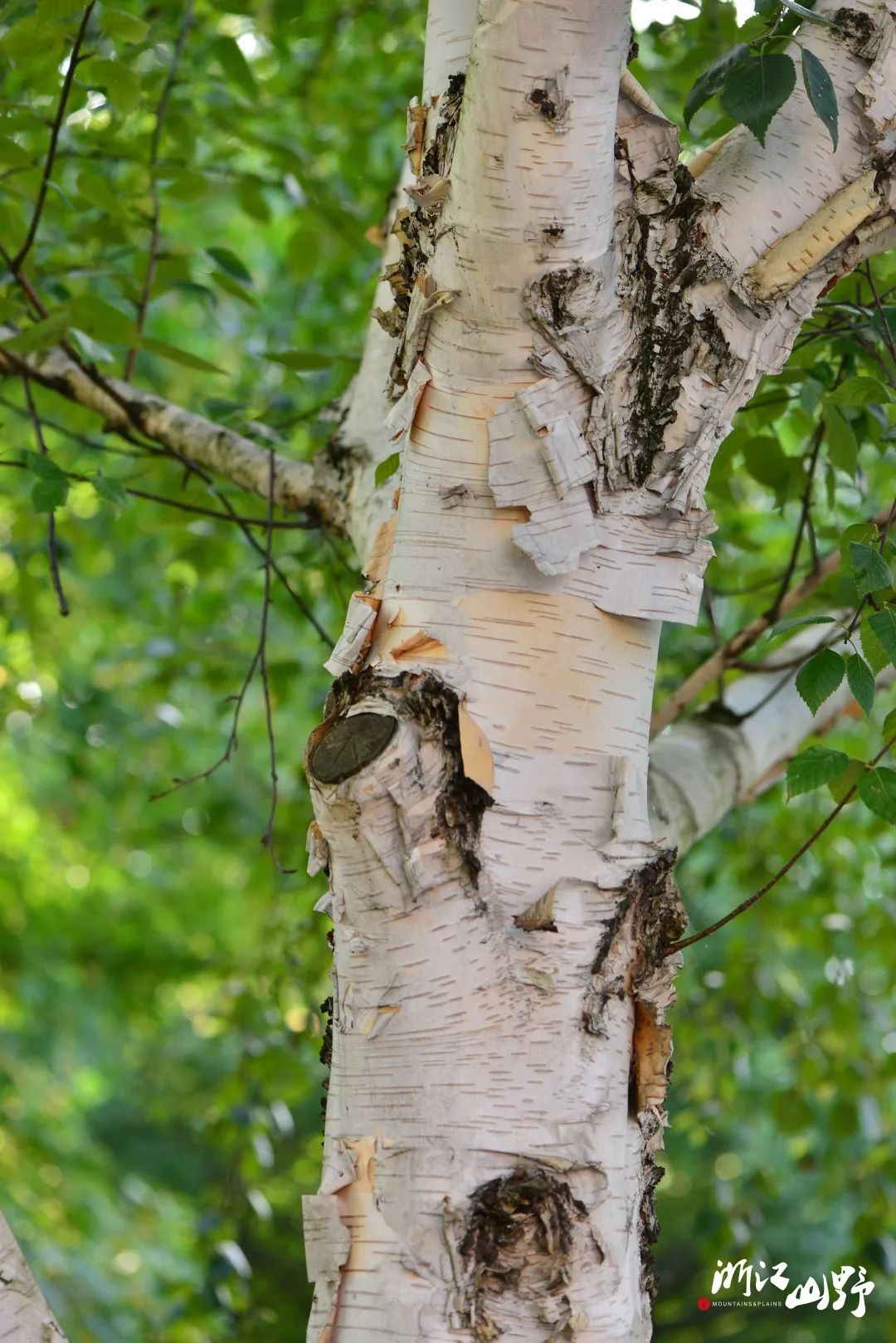 山野博物 | 好看的皮囊千篇一律,有趣的树皮百里挑一(下)_betula