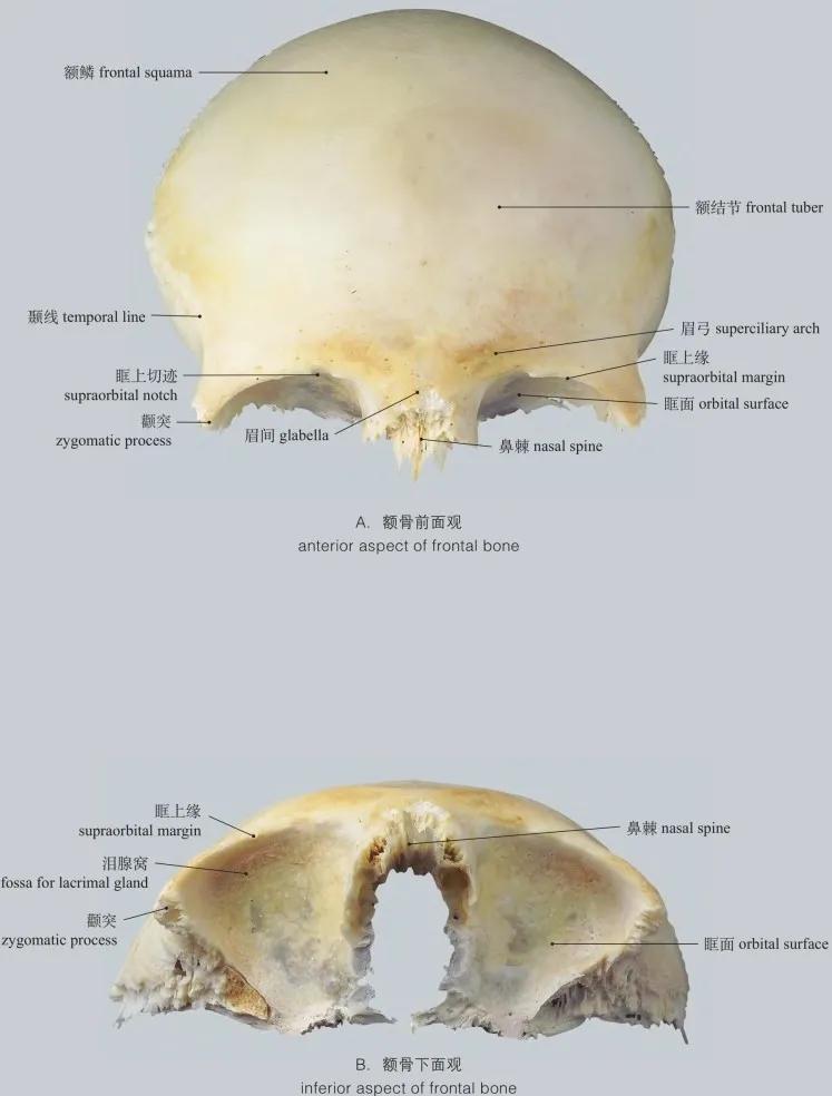 额骨的位置图片