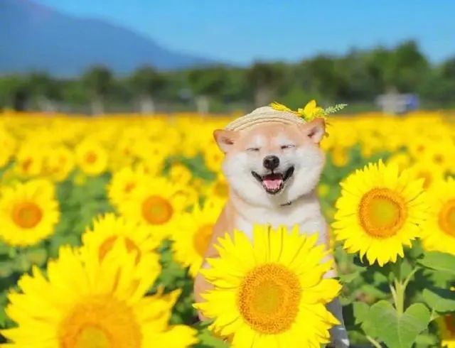 早上好唯美的句子配图片,精致优雅,元气满满