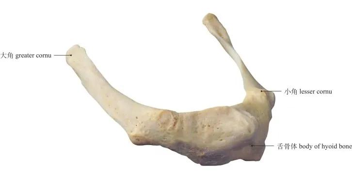 internal aspect of occipital bone图1-16 枕骨内面观temporal bone